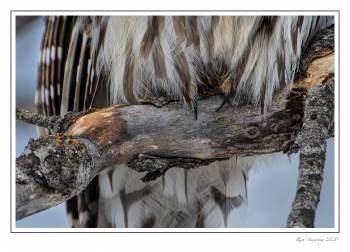 barred owl feet 1.jpg